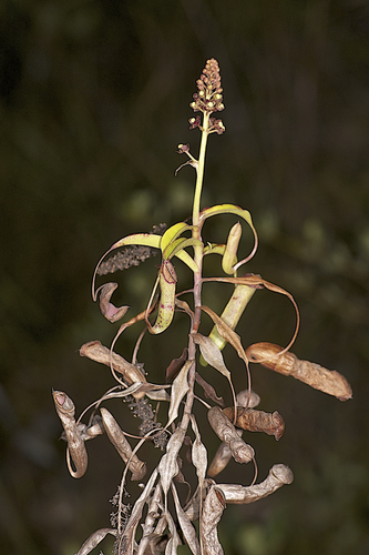 Nepenthes parvula