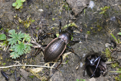 Rhigocarabus