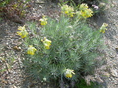 Onosma polyphylla