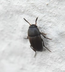 Ptomaphagus