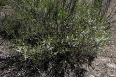 Melaleuca brevifolia