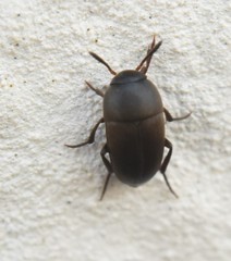 Ptomaphagus