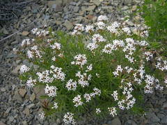 Asperula cretacea