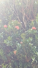 Metrosideros fulgens