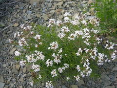 Asperula cretacea