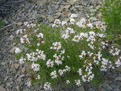 Asperula cretacea