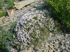 Asperula cretacea