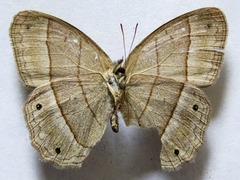 Cissia pompilia