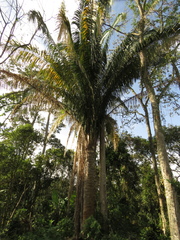 Attalea butyracea