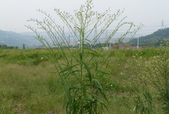 Asteraceae
