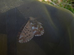 Boloria pales