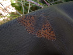 Boloria pales