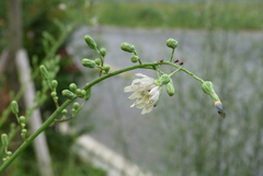 Asteraceae