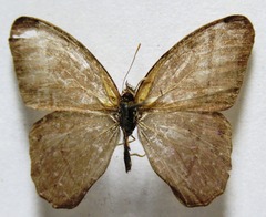 Amiga arnaca sericeella