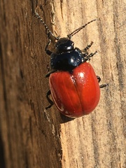 Chrysolina lucida