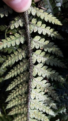 Polystichum neozelandicum