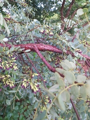 Dalbergia miscolobium