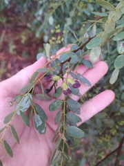 Dalbergia miscolobium