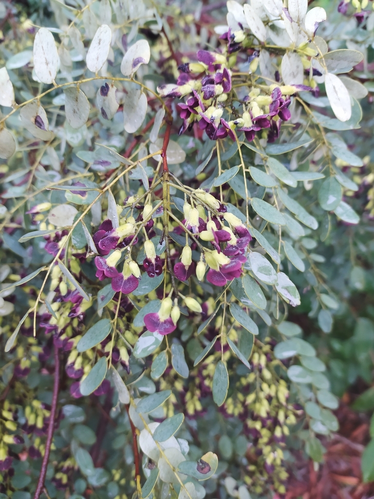 Dalbergia miscolobium