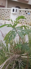 Leucaena leucocephala