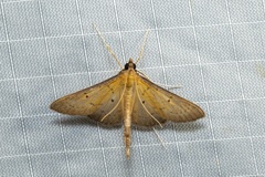 Ectadiosoma straminea