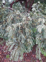 Dalbergia miscolobium