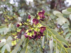 Dalbergia miscolobium