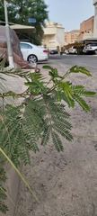 Leucaena leucocephala