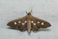 Omiodes odontosticta