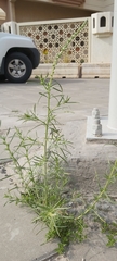 Oligomeris linifolia