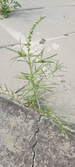 Oligomeris linifolia