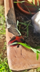 Coraliomela quadrimaculata