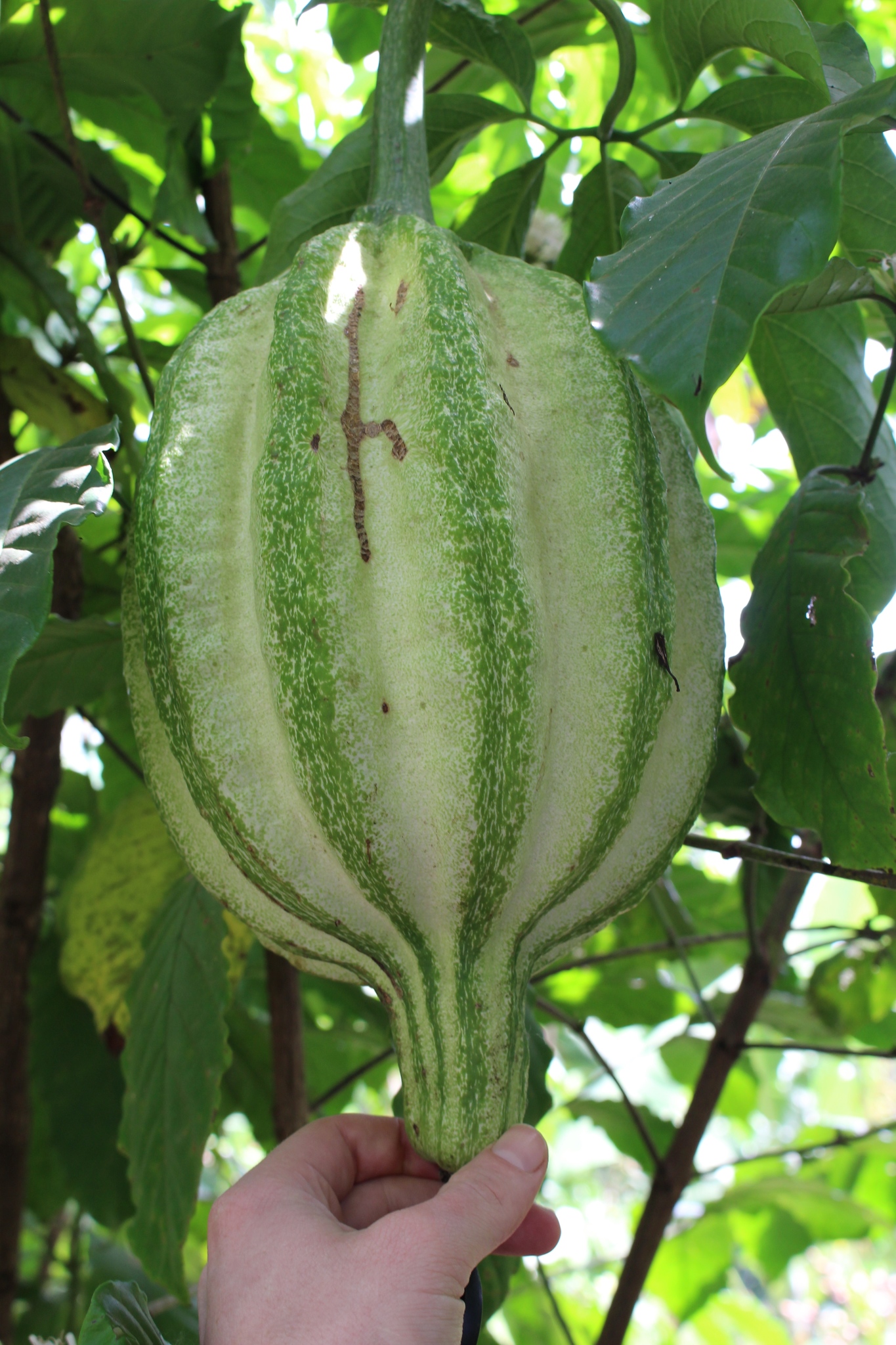Telfairia pedata