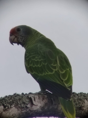 Amazona brasiliensis