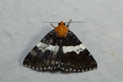 Buzara latizona