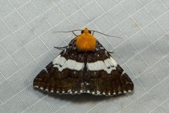 Buzara latizona