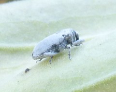 Trichobaris compacta