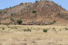 Euphorbia candelabrum