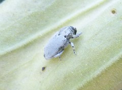 Trichobaris compacta