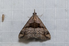 Hypena gonospilalis