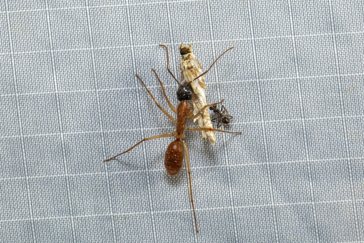 Camponotus eastwoodi