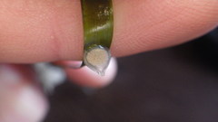 Tritia reticulata