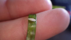Tritia reticulata