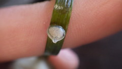 Tritia reticulata