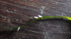 Tritia reticulata