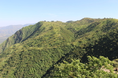 Phytolacca dioica