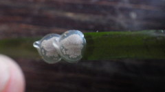 Tritia reticulata