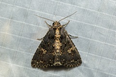 Condica dolorosa