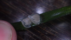 Tritia reticulata