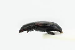 Ipidia binotata